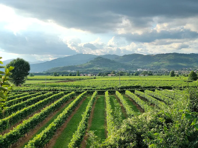 Vigneti e colline attorno a Villa Le Meridiane a Gambellara